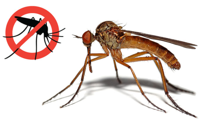 OBAVIJEST GRAĐANIMA: larvicidna dezinsekcija komaraca