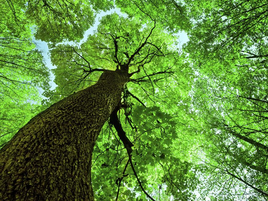 Poziv na uvodno predavanje za Program za gospodarenje šumama šumoposjednika  „Kninske šume“