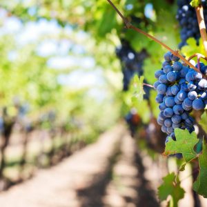 Poziv na besplatnu edukaciju o vinogradarstvu
