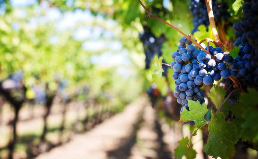 Poziv na besplatnu edukaciju o vinogradarstvu