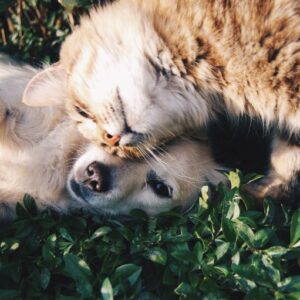 Sufinanciranje kastracije i sterilizacije pasa i mačaka