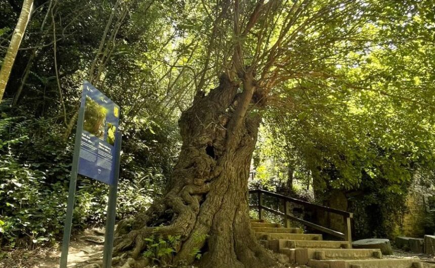 Murva iz NP Krka natječe se za Europsko stablo godine 2024.