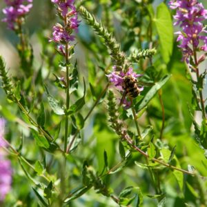 Susret pčelara u Eko kampus „Krka“: Tehnologija pčelarenja kroz godinu Susret pčelara u Eko kampus „Krka“: Tehnologija pčelarenja kroz godinu