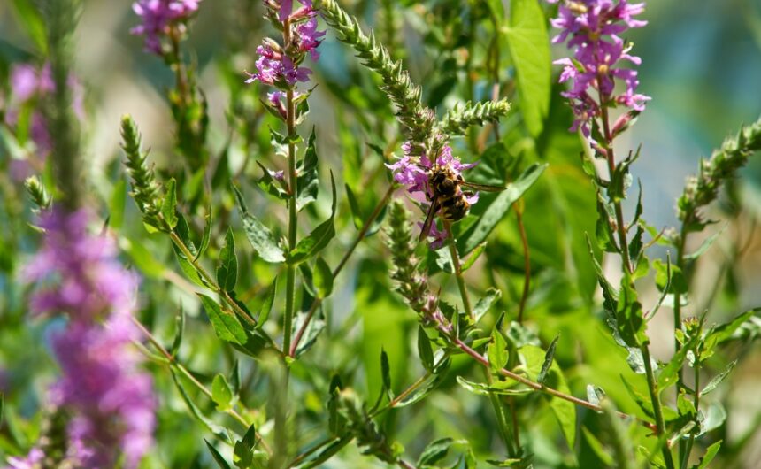 Susret pčelara u Eko kampus „Krka“: Tehnologija pčelarenja kroz godinu