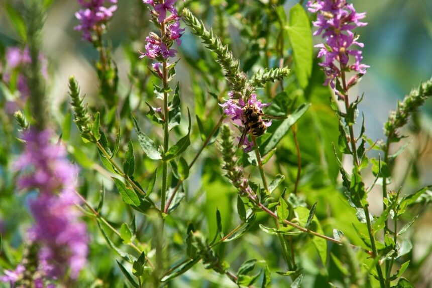 Susret pčelara u Eko kampus „Krka“: Tehnologija pčelarenja kroz godinu Susret pčelara u Eko kampus „Krka“: Tehnologija pčelarenja kroz godinu