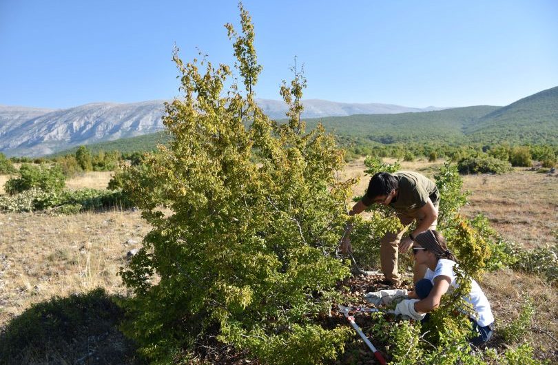 Uskoro počinje edukativno-volonterski kamp na Dinari: 20 studenata radit će na obnovi dinarskih travnjaka